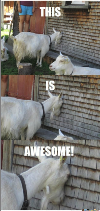 The coolest Goat ever